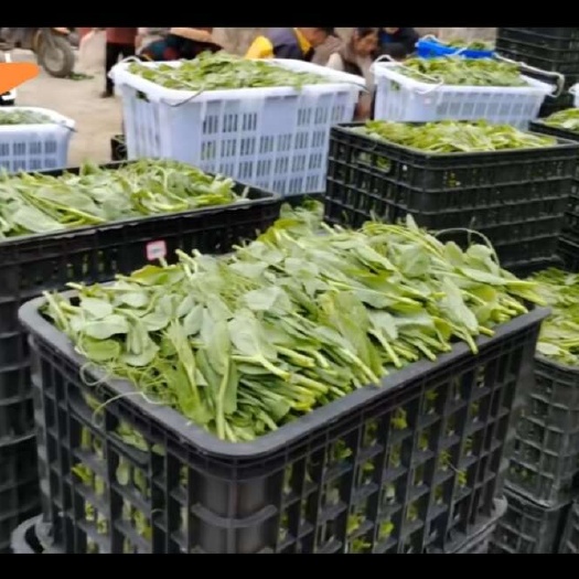 碗豆尖批发