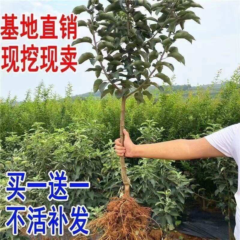 爆品黄金维纳斯苹果树苗当年结果黄金苹果树苗不挑气候南北方种植
