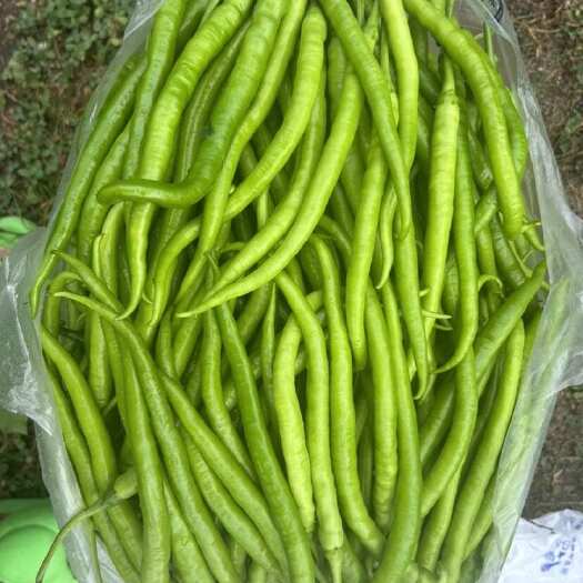 高山精品二荆条