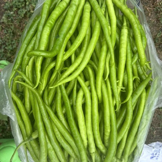 石柱高山精品二荆条