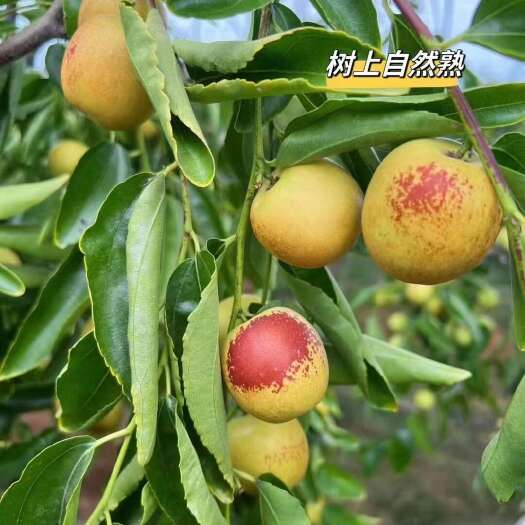 大荔县大荔冬枣