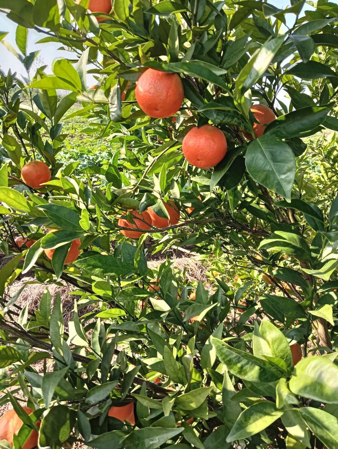 东方红蜜桔甘甜可口色泽艳丽糖度好
