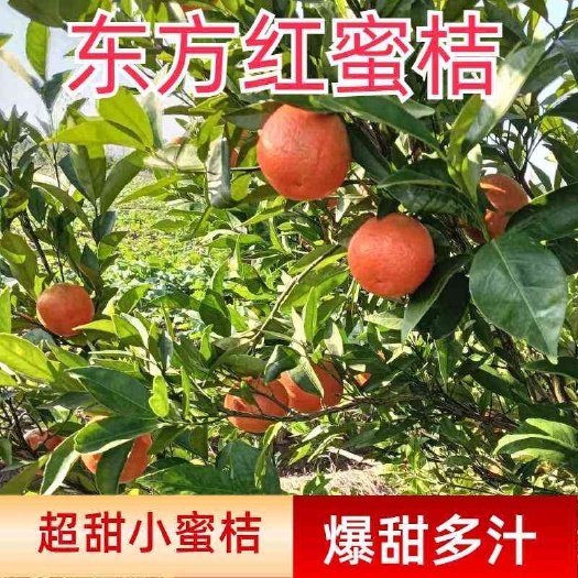 澧县东方红蜜桔甘甜可口色泽艳丽糖度好