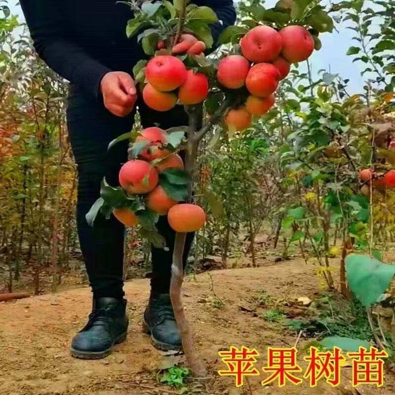 爆品黄金维纳斯苹果树苗当年结果黄金苹果树苗不挑气候南北方种植