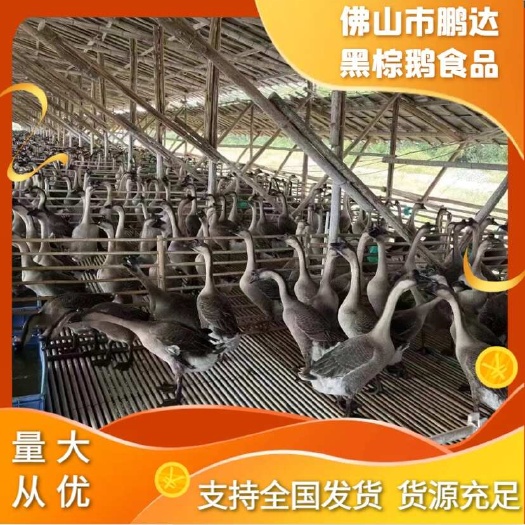 广东黑棕鹅 棚鹅 烧鹅，白条鹅 光鹅 现杀现发