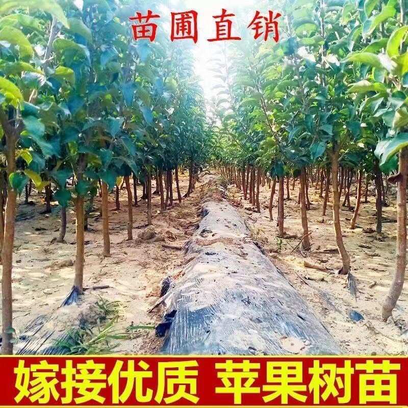 爆品黄金维纳斯苹果树苗当年结果黄金苹果树苗不挑气候南北方种植
