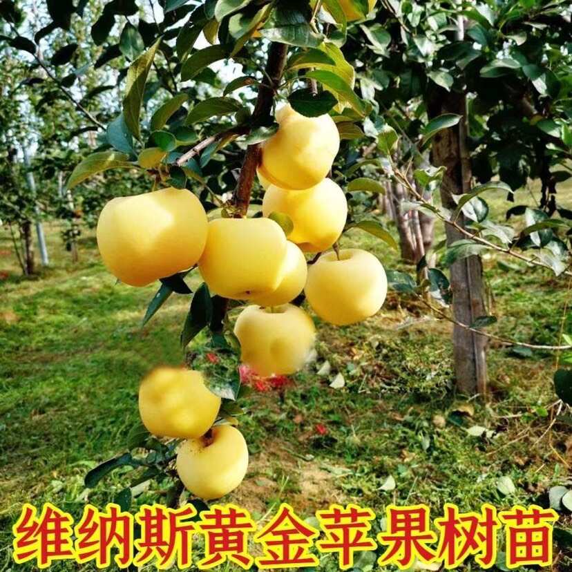 爆品黄金维纳斯苹果树苗当年结果黄金苹果树苗不挑气候南北方种植