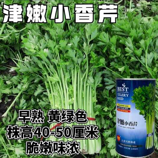 沭阳县津嫩小香芹种子速生早熟纤维少口感佳基地种植芹菜种籽抗病