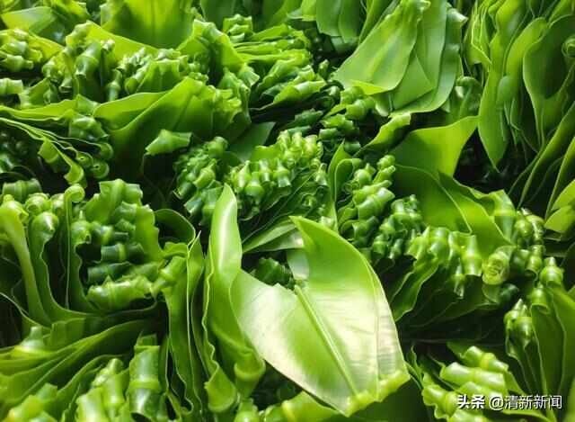 清远山苏特菜特色菜酒店特菜酒店特色菜野菜