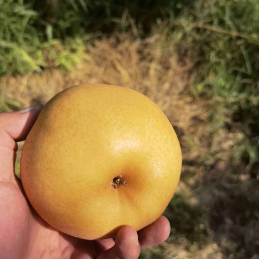 郓城县自有果园，今年的晚秋梨已成熟，各种规格大量对外供应，欢迎洽谈
