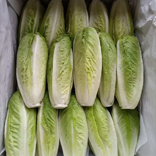 昆明包罗生菜
