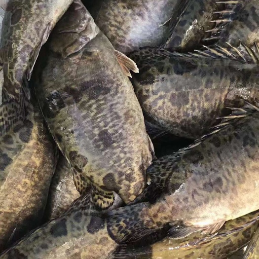 高邮市鳜鱼