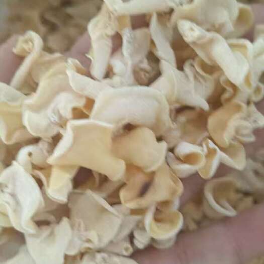 鱼台县白玉木耳电商地摊专用批发