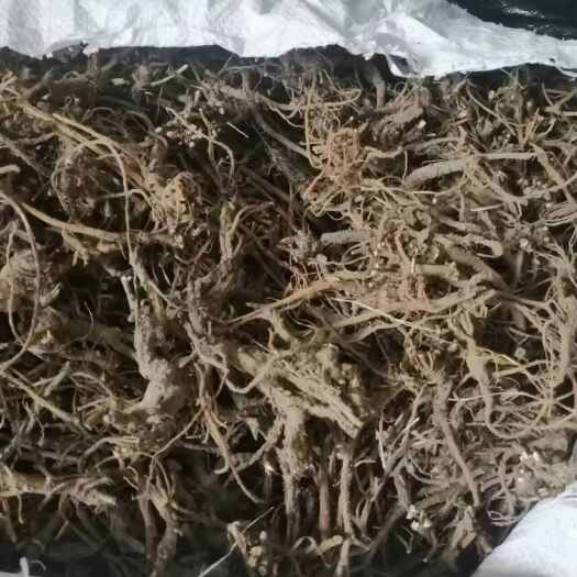 眉县秦岭深山里的柴胡