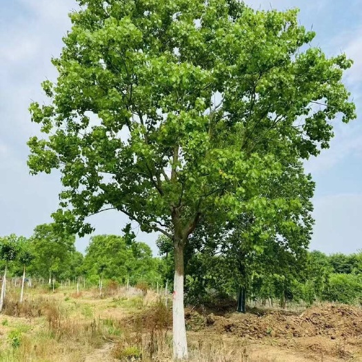 滁州18公分精品乌桕，基地直发，欢迎订购