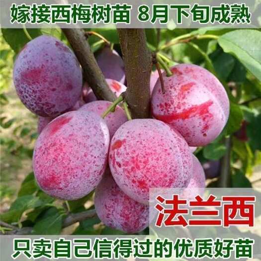 平邑县新品种法兰西西梅苗嫁接李子树苗盆栽地栽南方北方果树当年结果苗