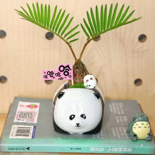广州哈哈熊盆景花盆新品上市，憨态可掬，精致唯美，为生活添一抹生机