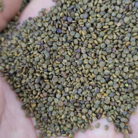 包邮沙苑子 干净 别名白蒺藜 新货 各种中药材 欢迎咨询选购