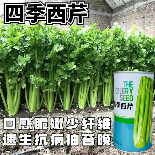 淮安四季西芹芹菜种子实心纤维少口感脆嫩高产速生长芹菜种子抗病