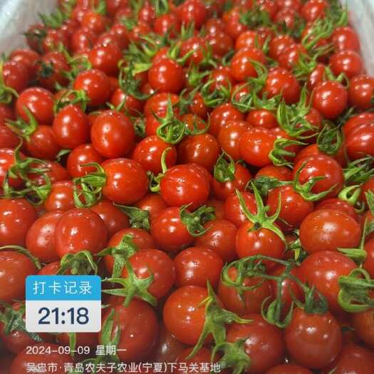 青岛农夫子农业宁夏基地玲珑届的天花板