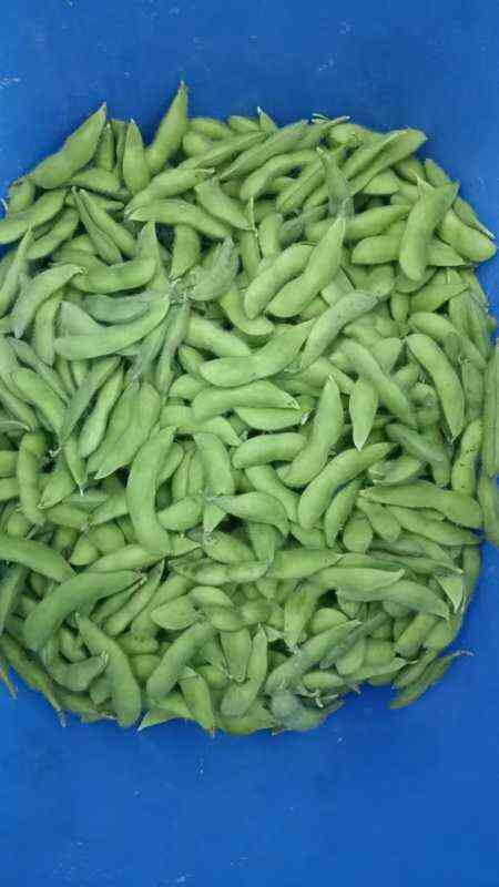 永胜县云南省丽江当季鲜毛豆已经大量上市，全国各地有需求的来恰谈