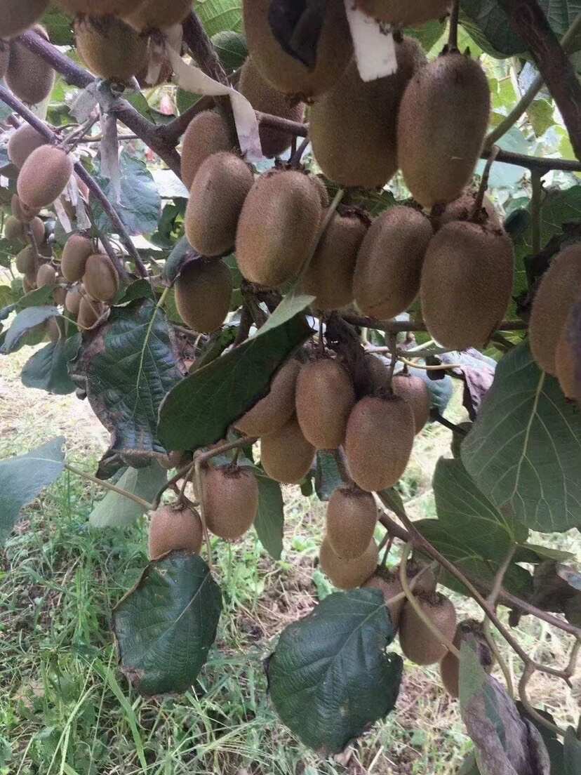 翠香獼猴桃，大量上市