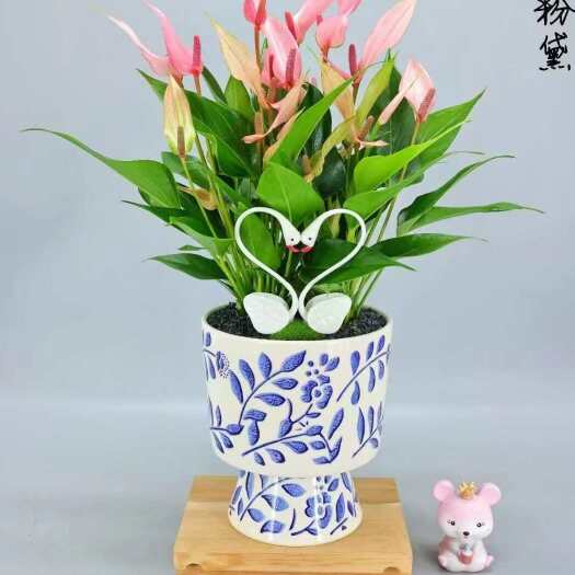 广州“青花粉黛粉色花卉盆栽，新品上市！优雅生机，整高43cm