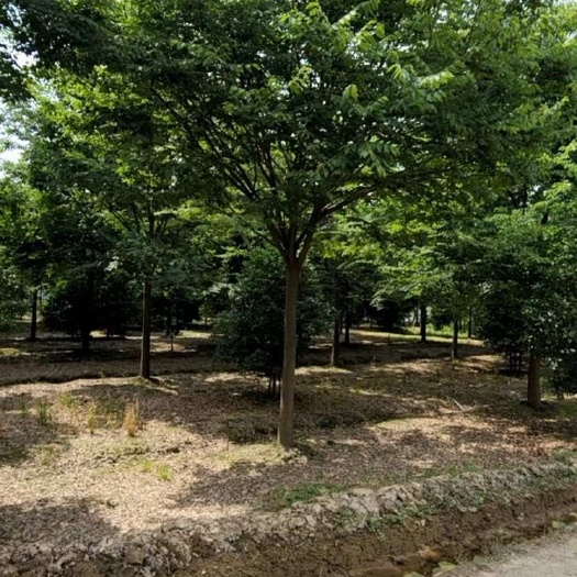 滁州15公分精品乌桕，基地直发，欢迎订购