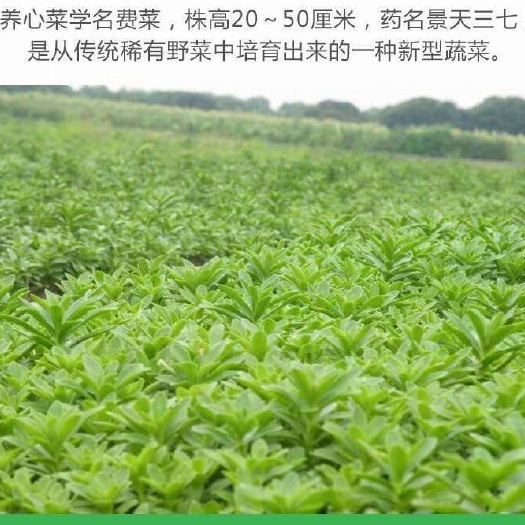 黄平县养心菜，救心菜，高钙
