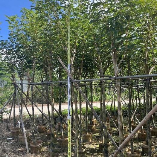 普宁市黄花风铃木 米径5-6公分产地直销