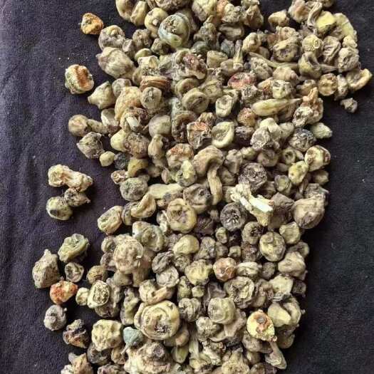 文山市毛刺菇精品投料各种规格