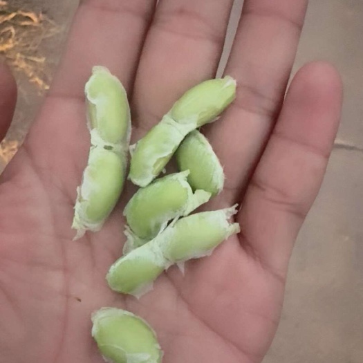 郓城县精品毛豆大量供应，货源充足，保质保量，物流全国