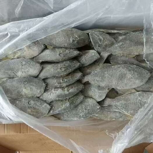 荣成市一手越南耗儿鱼，马面鱼，扒皮鱼，剥皮鱼批发