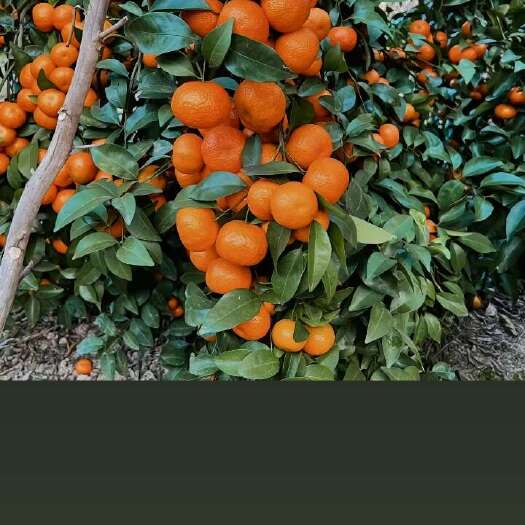沙榶桔