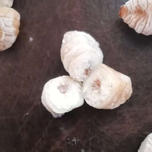 平南县竹笋虫