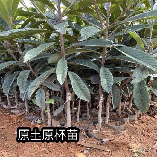 普宁市大五星枇杷早钟6号果树苗盆栽地栽南北方种植正品户外当年结果