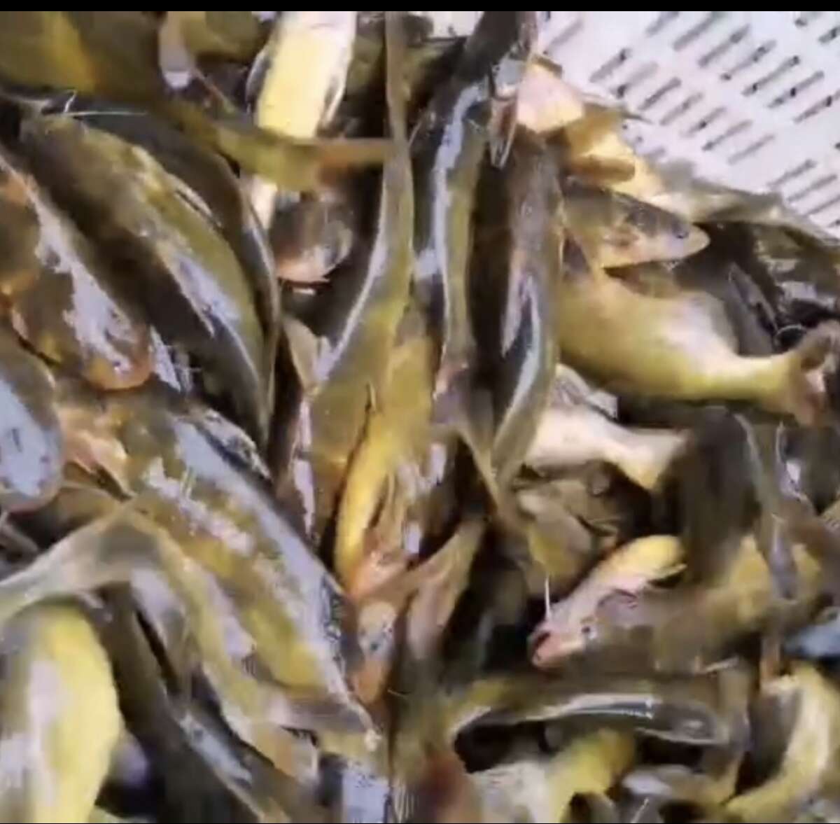 黄颡鱼，嘎鱼，黄骨鱼