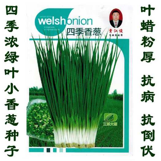 菏泽小香葱种子 四季香葱种子小葱籽日本品种四季小葱种子