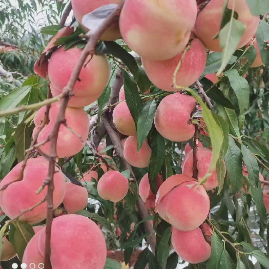 枣庄金秋红蜜映霜红