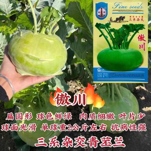 沭阳县苤蓝种子傲川苤蓝早熟杂交青苤蓝抗病肉质细嫩看两季播种栽培秋