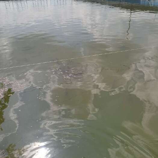 微山湖黑鱼