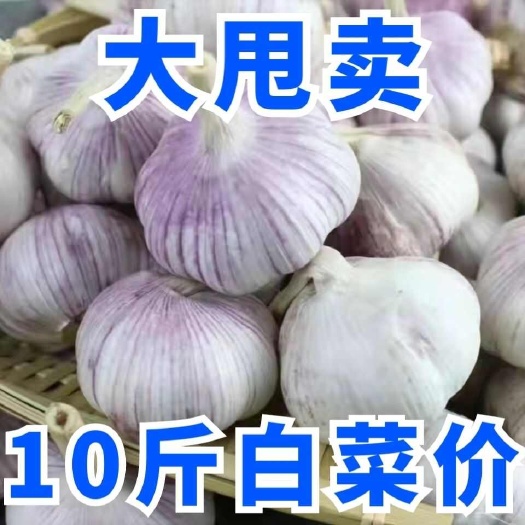 长沙山东金乡紫白皮大蒜干蒜新大蒜头种子