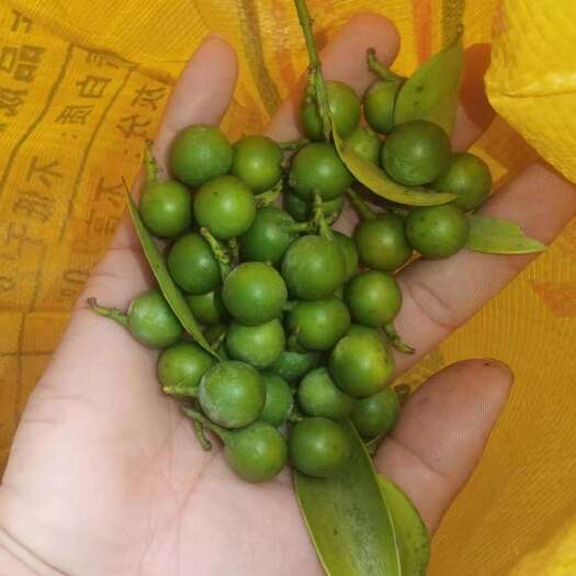 九江竹柏种子大量供应
