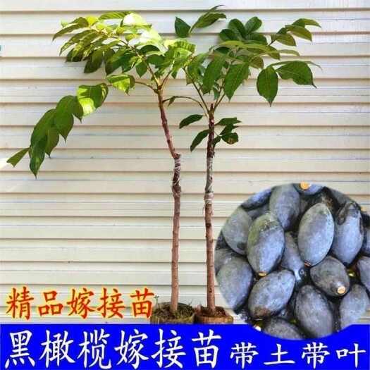 普宁市潮汕三棱橄榄树苗甜种橄榄嫁接苗青橄榄苗乌橄榄带土带叶