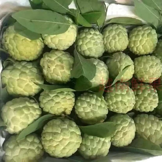 汕头释迦果林檎
