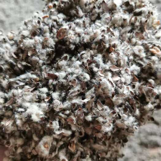 夏津县中壳中绒 质量很好