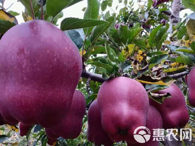 天水高山花牛苹果