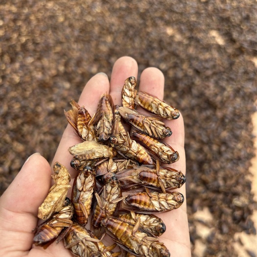 泸州美洲大蠊(蟑螂)干品