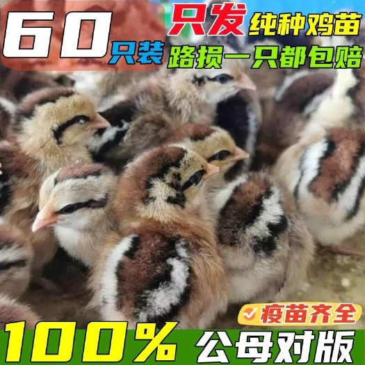 呼图壁县新疆土鸡苗严选荣誉商家当天发货注射疫苗包运输包/存活