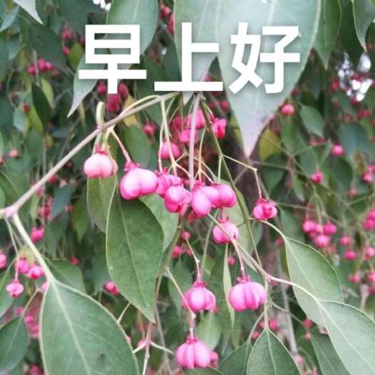 迁安市丝棉木盆景苗